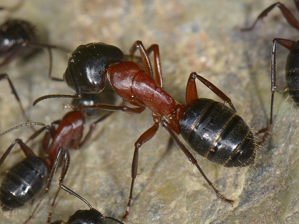 Camponotus ligniperda?